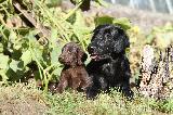 FLAT COATED RETRIEVER